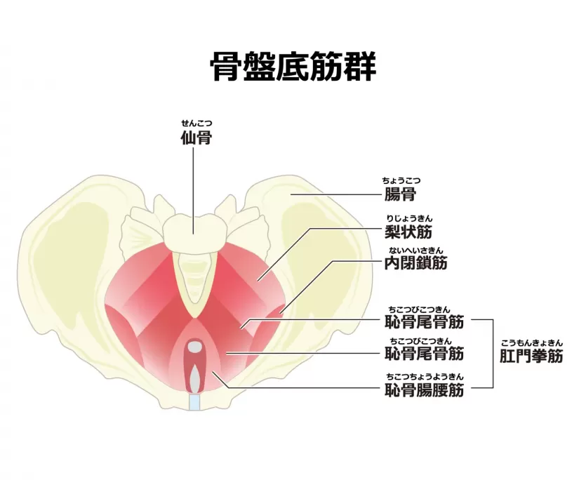 骨盤底筋